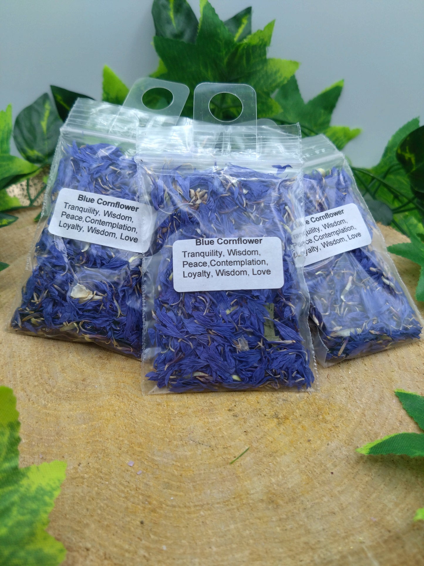 Blue Cornflower
